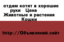 отдам котят в хорошие руки › Цена ­ 100 -  Животные и растения » Кошки   